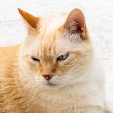 张强